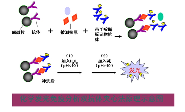 化學(xué)發(fā)光免疫分析儀檢測(cè)原理